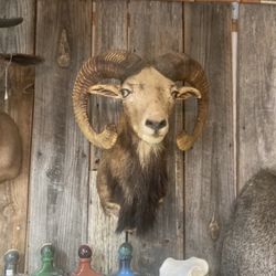 Goat And Sheep Shoulder Mounts 