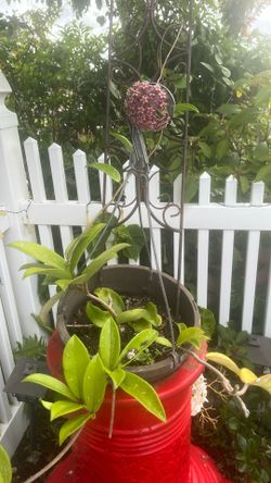 Hoya Actual Plant . Trellis Not Included
