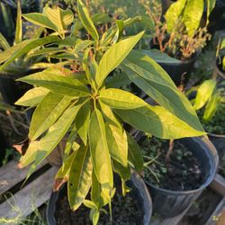 Plants.  Mango. Lemon. Avocado 