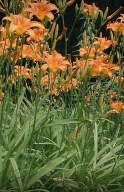 Orange Day lilies