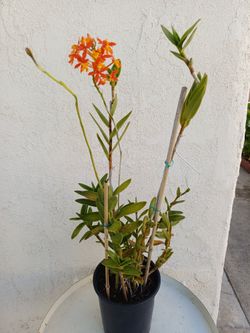 Epidendrum Radican Orchid Plant