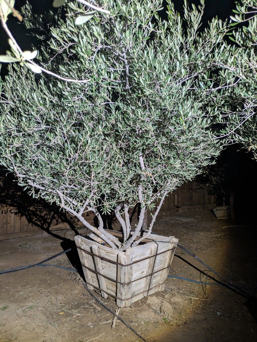 $1250 XL Olive Tree Delivered