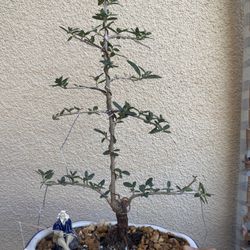 Bonsai Plants $40 Each