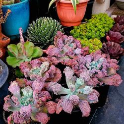 Rare Succulents And Cactus