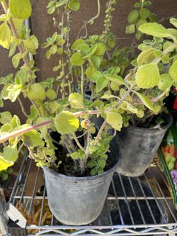 Vicks Plant