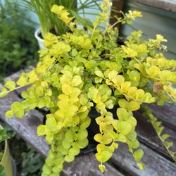 creeping Jeanie Perennial Plant