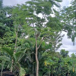 Large Royal Poinciana Trees $1250.00🌳