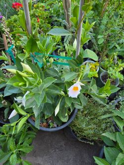 Mandevilla blanca