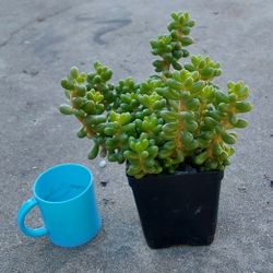 succulent plants