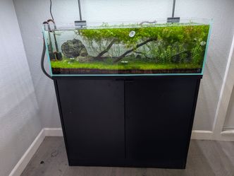 UNS 90L Planted Blue Dream Colony