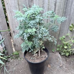 Ruda Plant Flower Herb 