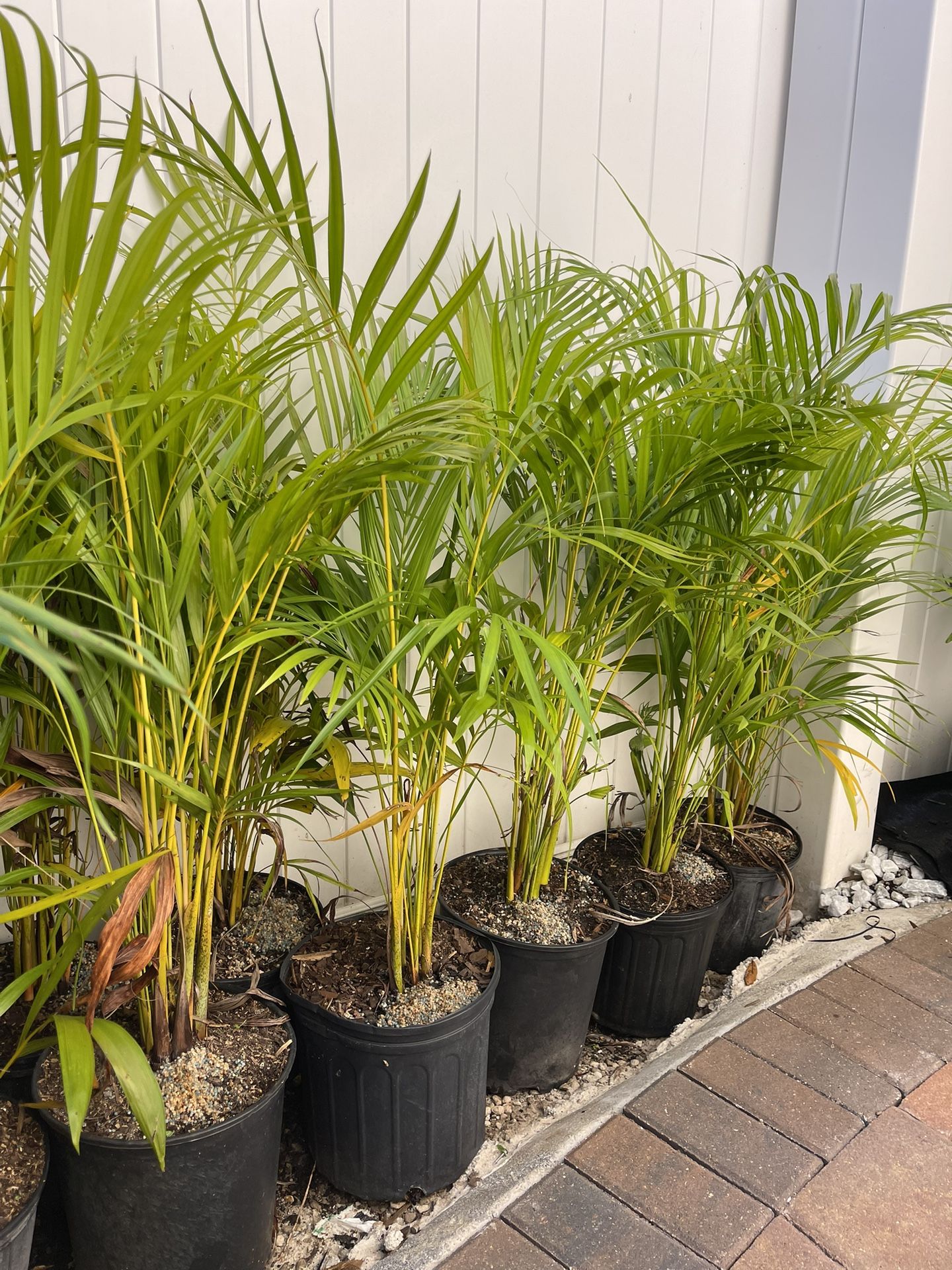 3 Gallon Areca Palms for Sale in Riverview, FL OfferUp