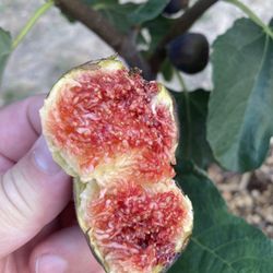 FIG CHICAGO HARDY