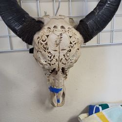 Grateful Dead Water Buffalo Skull - Needs A Rescue! Taxidermist Taxidermy Craft Carving