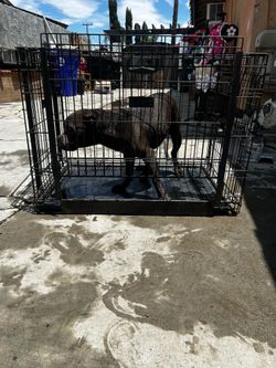 Large kennel