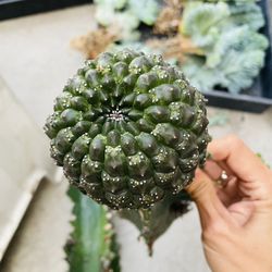 Euphorbia Gymocalycium Cactus Imported Grapth