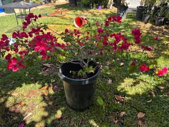 Bougainvillea plant