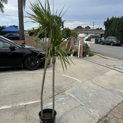 Dracaena