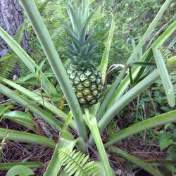 Pineapple plants $6.00 EACH, IN POTS $15.00 EACH 