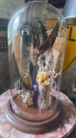 Mounted Rajah Brooke's birdwing butterfly inside a vintage glass dome display.