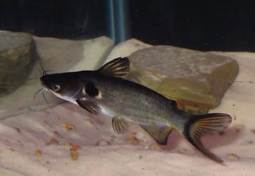 Eclipse catfish for sale. for Sale in Garner, NC - OfferUp