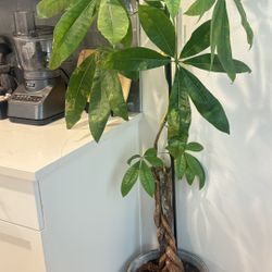 10+ Year Old Giant Money Tree