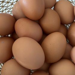 Chicken Eggs