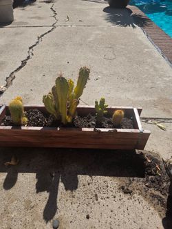 Succulents and cactus