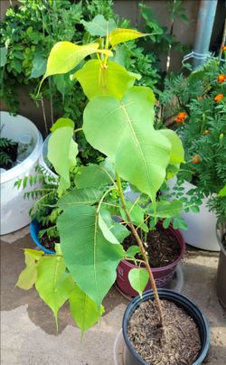 પીપળો, Peepal Tree, पिप्पल, Sacred Fig, Bo tree, Bodhi Tree, അരയാൽ, Arayal