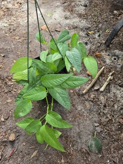 Sebu Blue Pothos