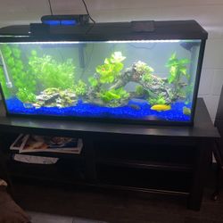 55 Gal Tank With Stand
