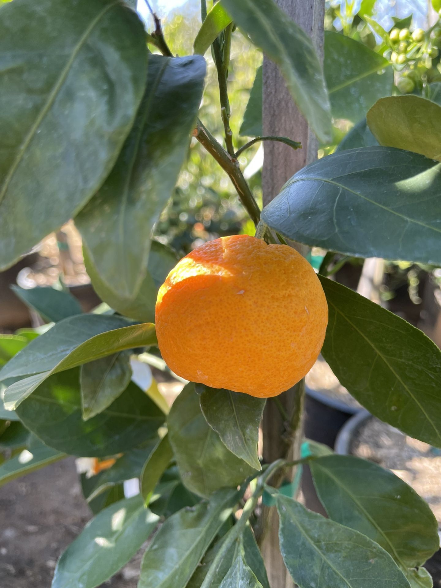 5 Gallon Size Citrus Trees - Lemon Trees - Lime Trees - Grapefruit