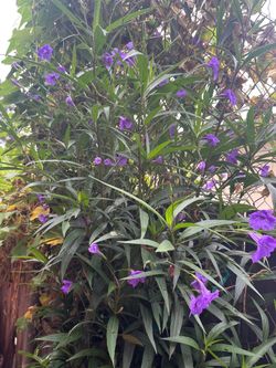 Planta de flor petunia