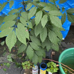 Trees Ash In A Big Pot 