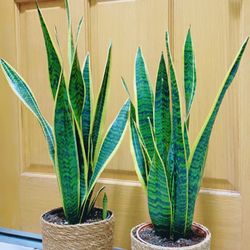 Snake Plants 🪴 $20 each