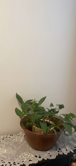 Pothos Plant With Pot