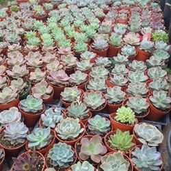 4 Inch Succulents