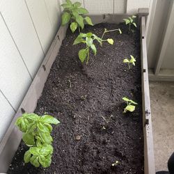 💧 Fresh Brewed Worm Tea – Microbe-Rich Plant Booster 🪱🌿