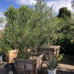 Fruitless Olive Trees