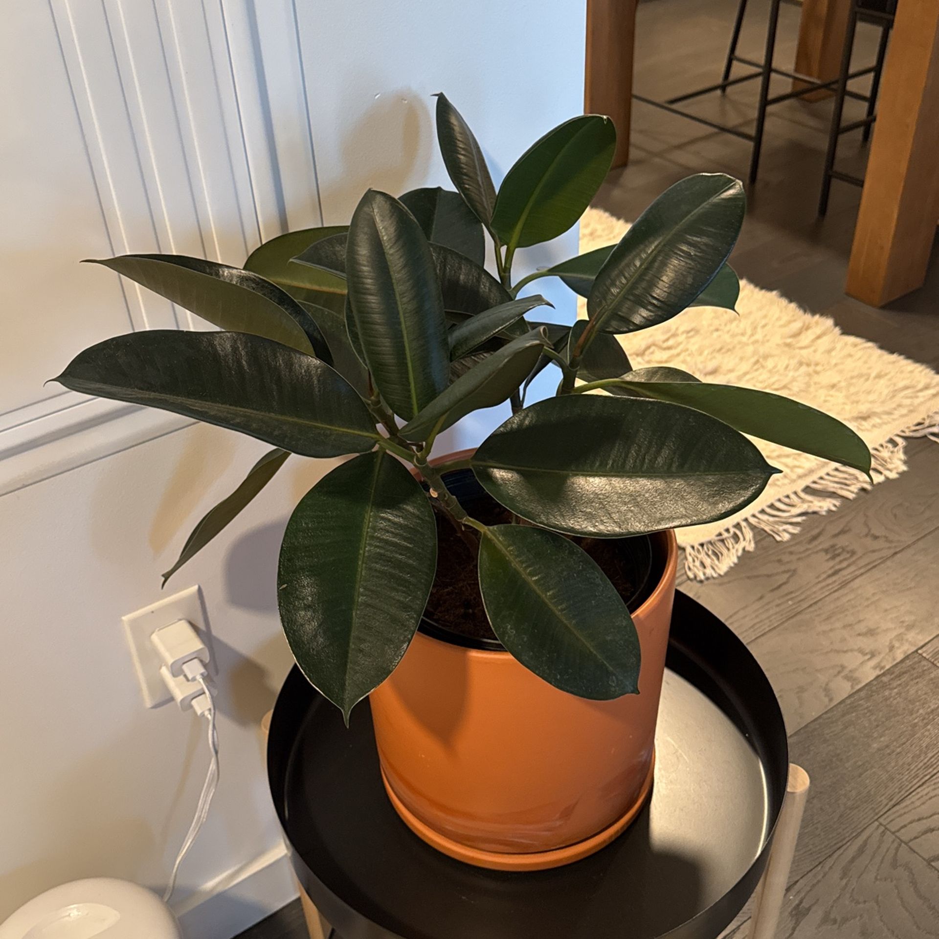 Ficus Plant With Pot