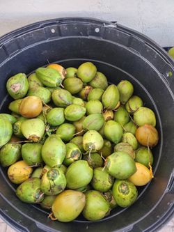 Fresh water coconut
