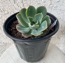 1 Gallon Pot Succulent Plant - Echeveria Raindrops - Mexican Hens and Chicks - Rooted & Established Plant - Drought Resistant 🪴