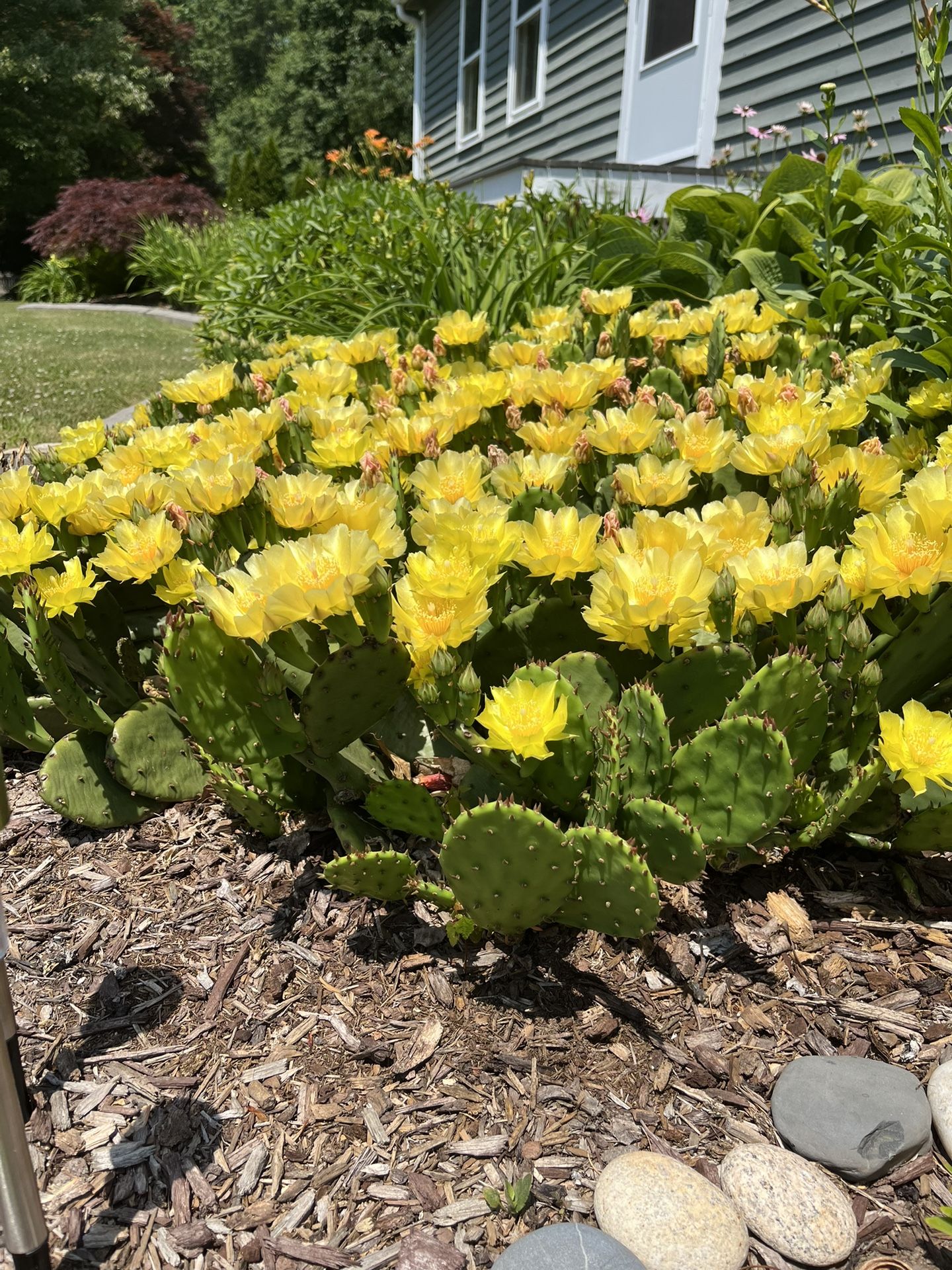 Cactus