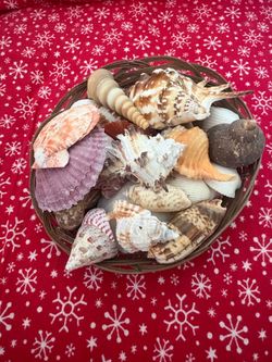 Medium Mixed Seashells Sea Shells
