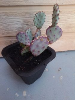 Cacti