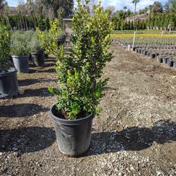 15gal Japonese Boxwood