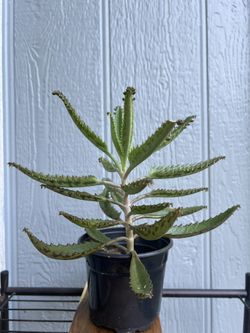 Mother of Thousands (Kalanchoe Daigremontiana)