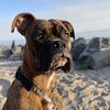 Arlo