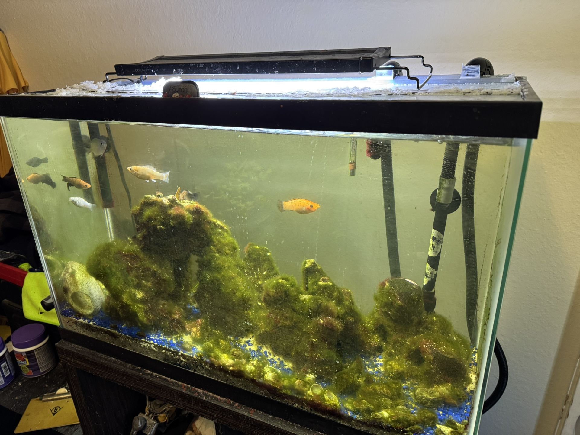 Fish Tank