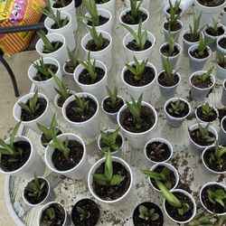 agave tequilana plant Starters 